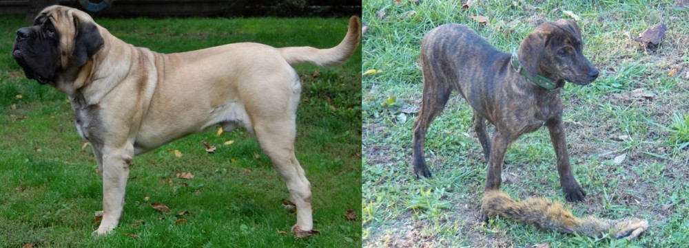 Treeing Cur vs English Mastiff - Breed Comparison