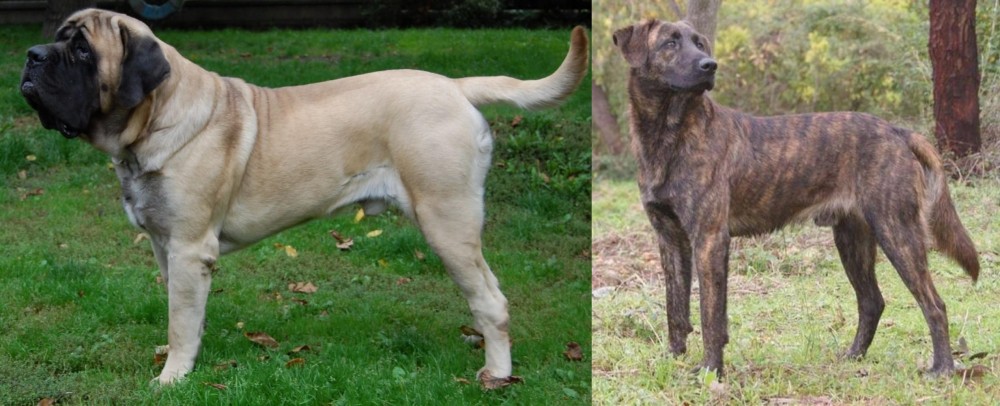 Treeing Tennessee Brindle vs English Mastiff - Breed Comparison