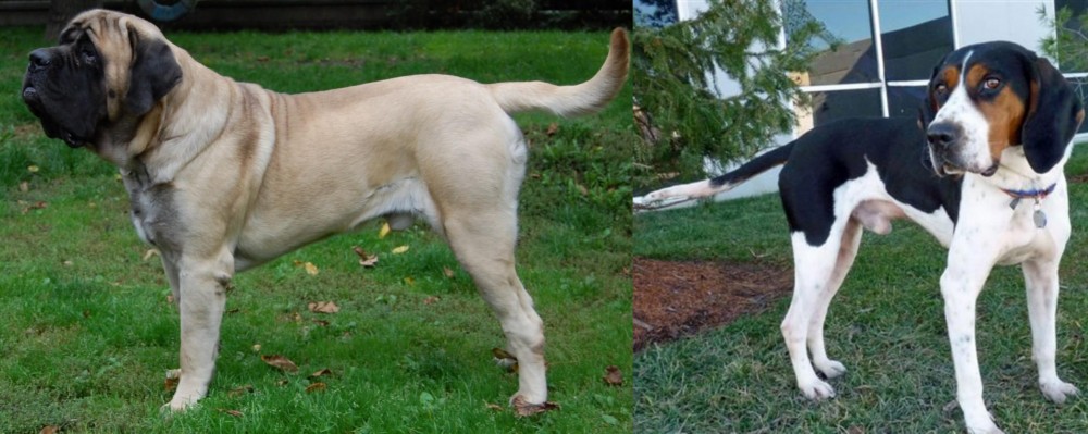 Treeing Walker Coonhound vs English Mastiff - Breed Comparison
