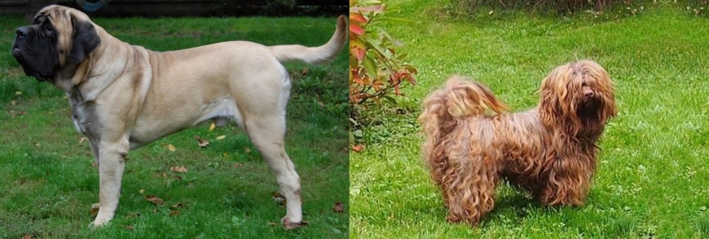 Tsvetnaya Bolonka vs English Mastiff - Breed Comparison