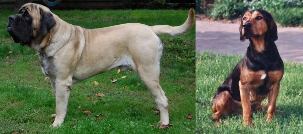 Tyrolean Hound vs English Mastiff - Breed Comparison