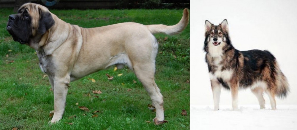 Utonagan vs English Mastiff - Breed Comparison
