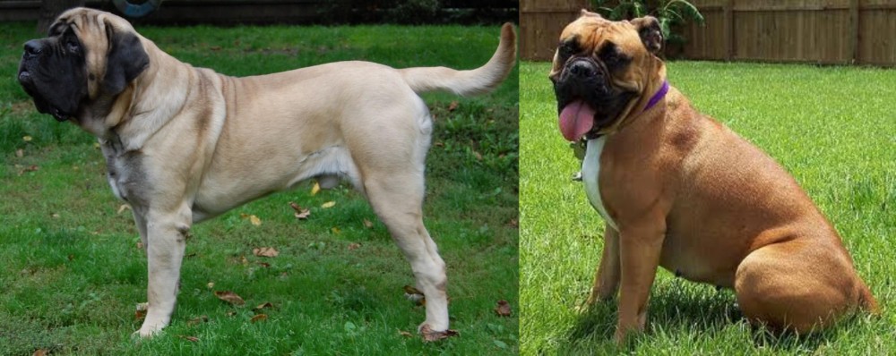 Valley Bulldog vs English Mastiff - Breed Comparison