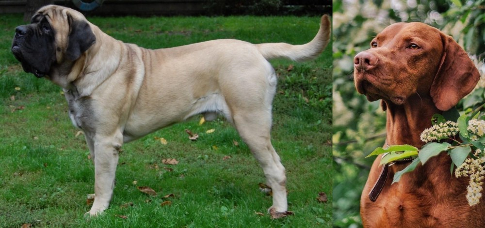Vizsla vs English Mastiff - Breed Comparison