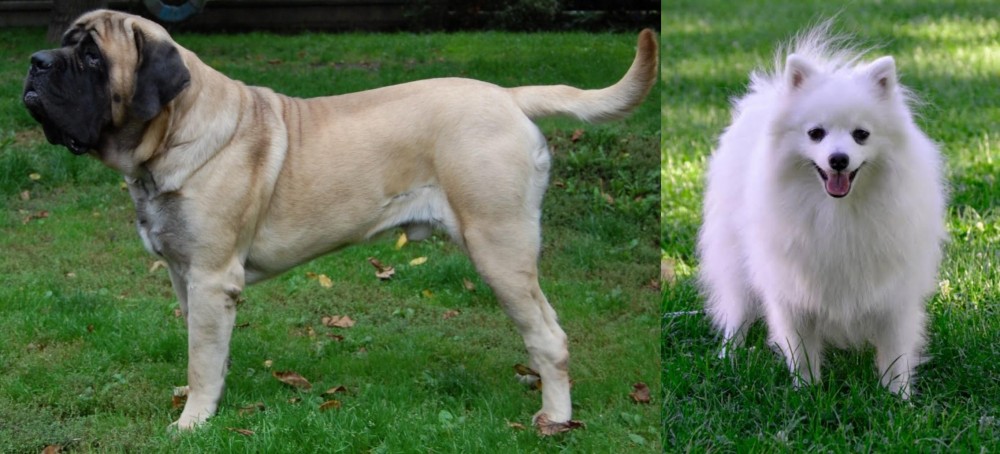Volpino Italiano vs English Mastiff - Breed Comparison