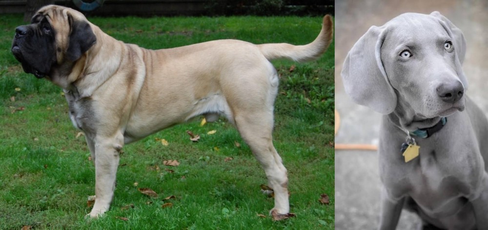 Weimaraner vs English Mastiff - Breed Comparison