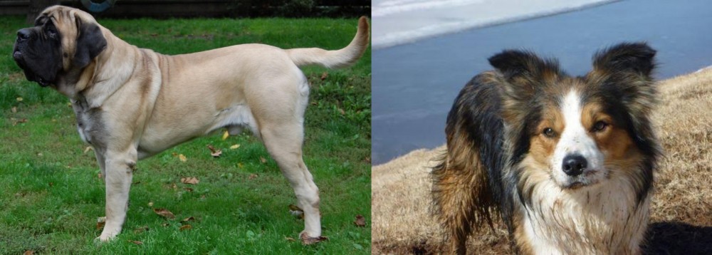 Welsh Sheepdog vs English Mastiff - Breed Comparison