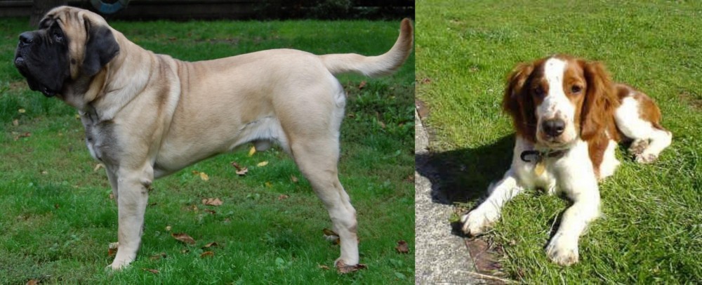 Welsh Springer Spaniel vs English Mastiff - Breed Comparison