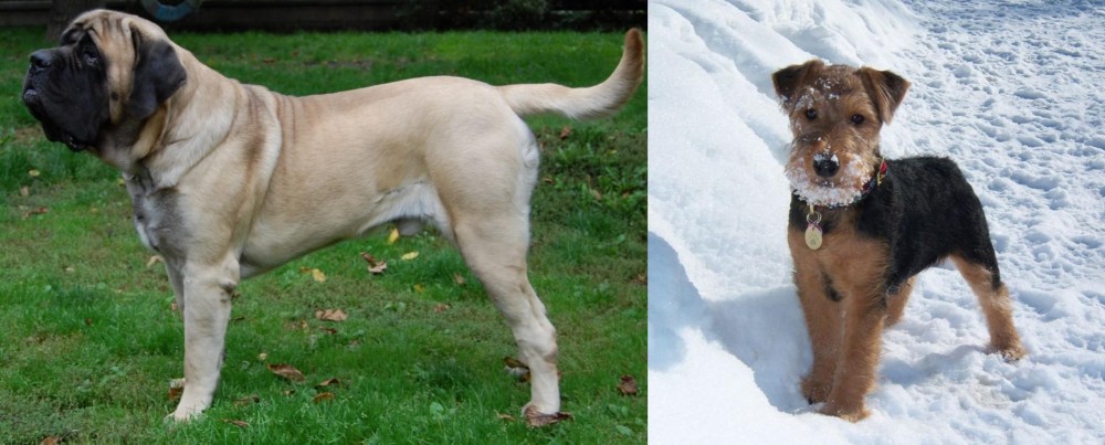 Welsh Terrier vs English Mastiff - Breed Comparison