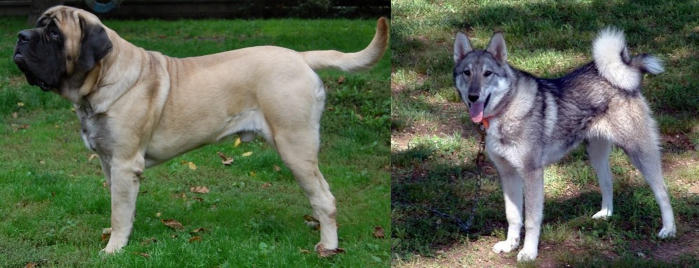 West Siberian Laika vs English Mastiff - Breed Comparison