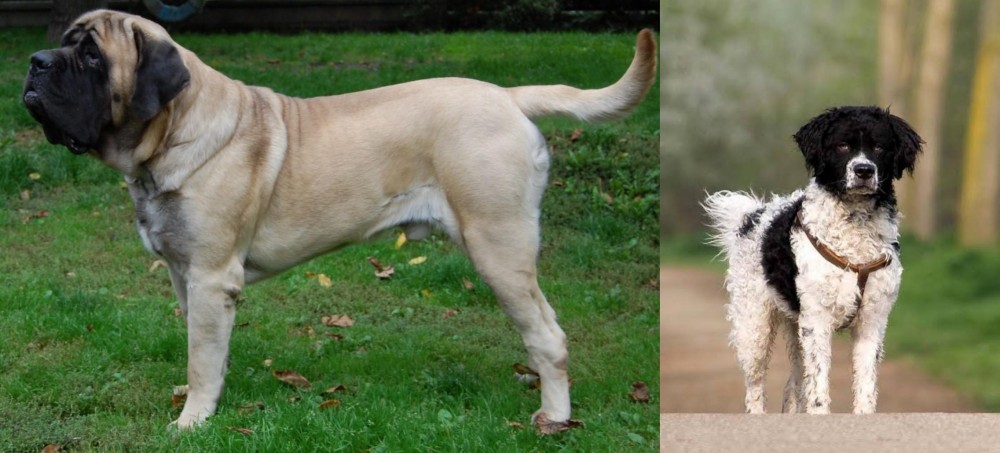 Wetterhoun vs English Mastiff - Breed Comparison