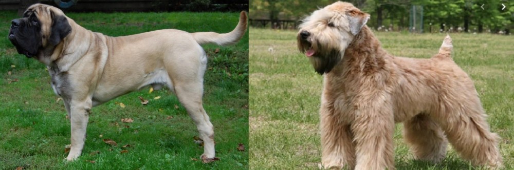 Wheaten Terrier vs English Mastiff - Breed Comparison