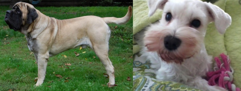 White Schnauzer vs English Mastiff - Breed Comparison