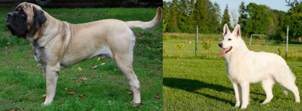 White Shepherd vs English Mastiff - Breed Comparison