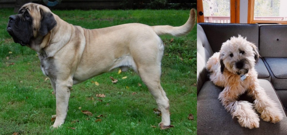 Whoodles vs English Mastiff - Breed Comparison