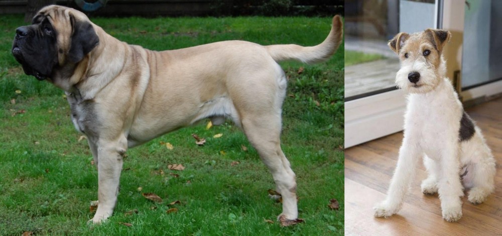 Wire Fox Terrier vs English Mastiff - Breed Comparison