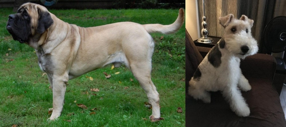 Wire Haired Fox Terrier vs English Mastiff - Breed Comparison