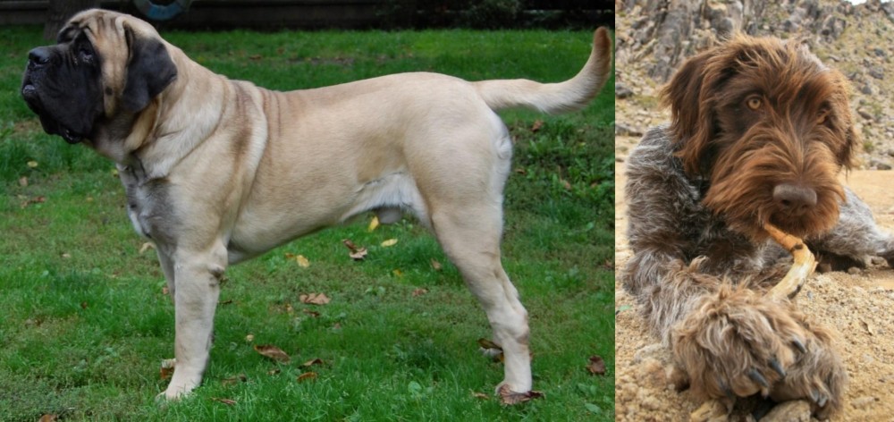 Wirehaired Pointing Griffon vs English Mastiff - Breed Comparison