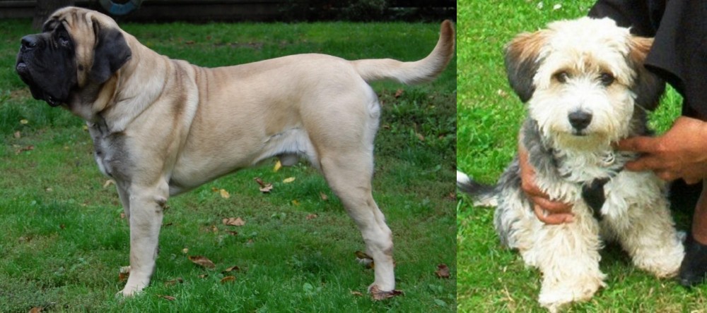 Yo-Chon vs English Mastiff - Breed Comparison