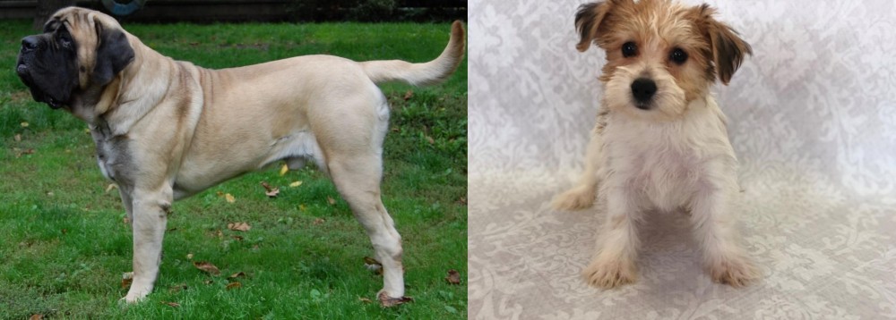Yochon vs English Mastiff - Breed Comparison