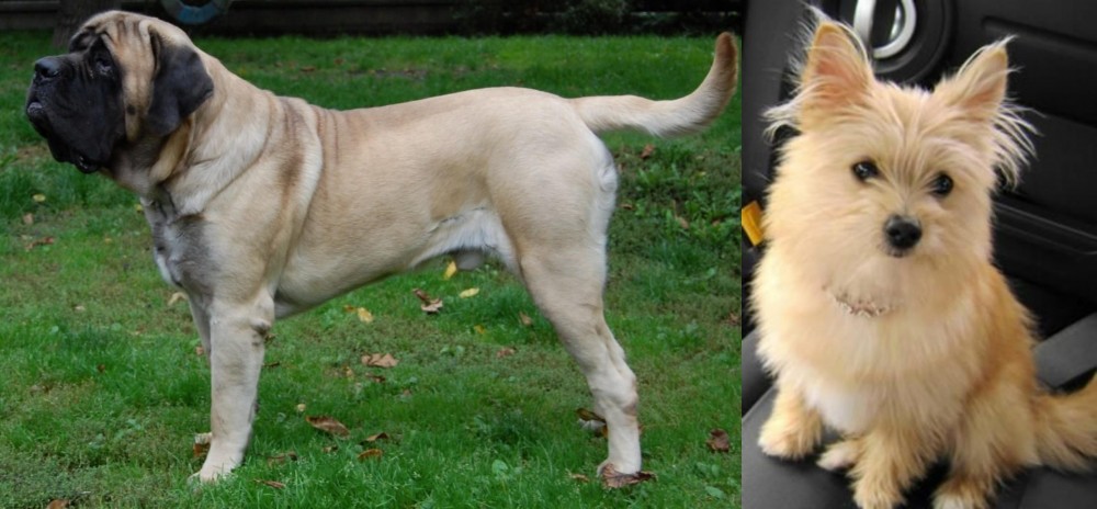 Yoranian vs English Mastiff - Breed Comparison