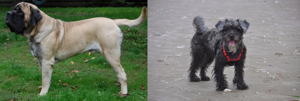 YorkiePoo vs English Mastiff - Breed Comparison