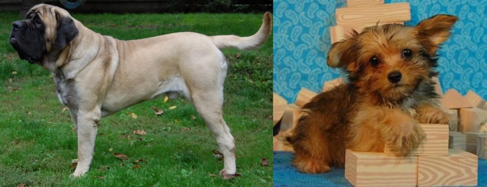 Yorkillon vs English Mastiff - Breed Comparison