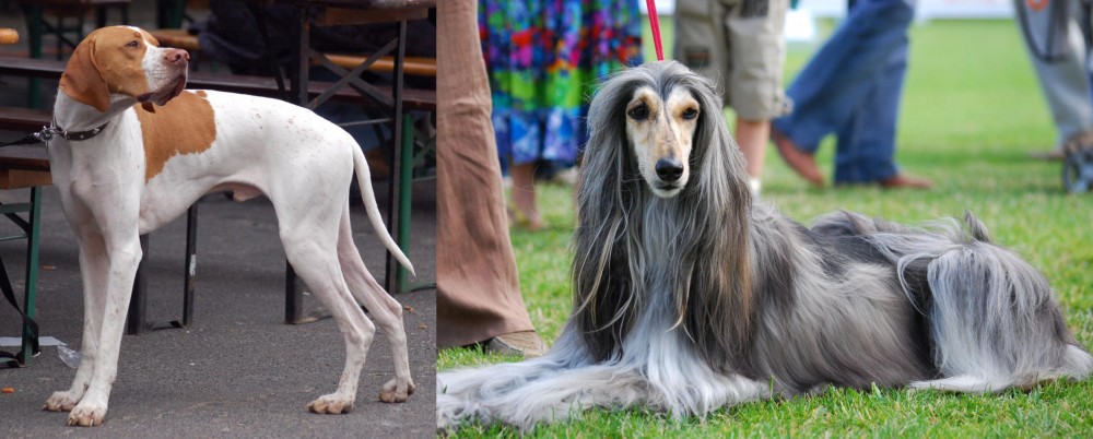 Afghan Hound vs English Pointer - Breed Comparison