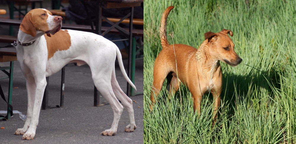 Africanis vs English Pointer - Breed Comparison