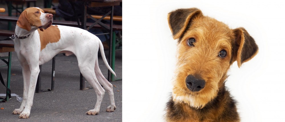Airedale Terrier vs English Pointer - Breed Comparison