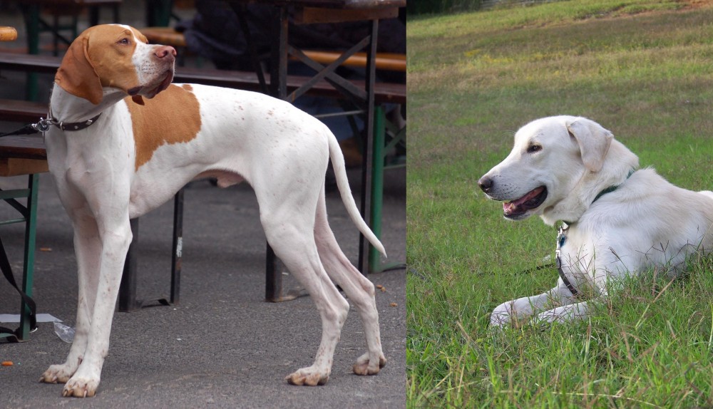 Akbash Dog vs English Pointer - Breed Comparison