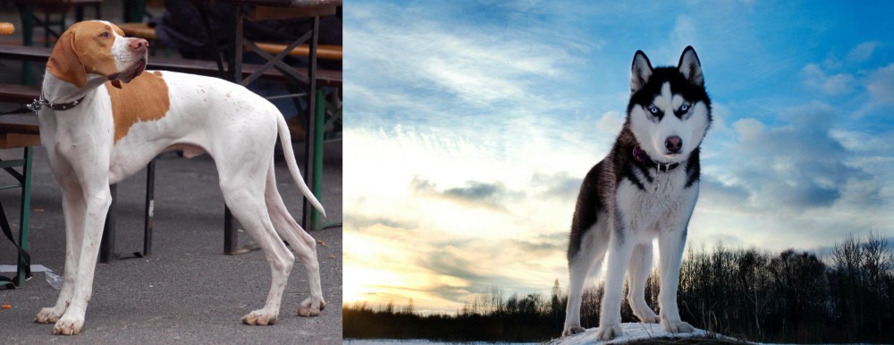 Alaskan Husky vs English Pointer - Breed Comparison
