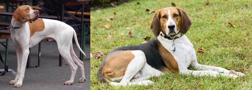 American English Coonhound vs English Pointer - Breed Comparison