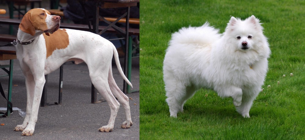 American Eskimo Dog vs English Pointer - Breed Comparison