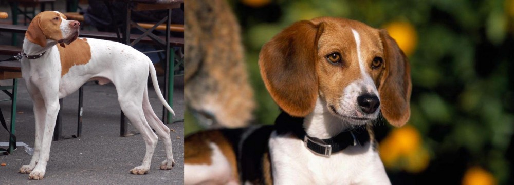 American Foxhound vs English Pointer - Breed Comparison