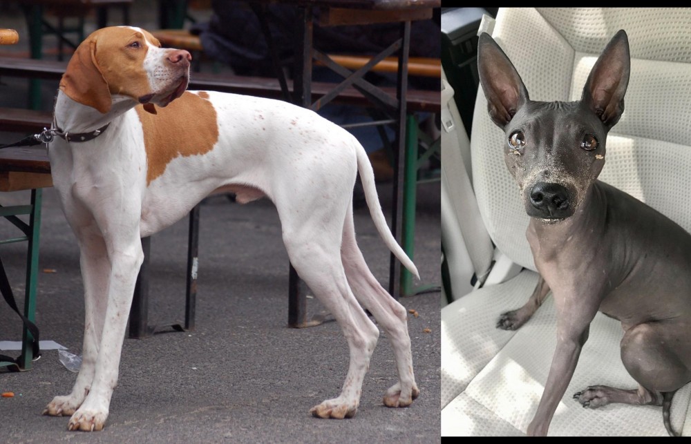 American Hairless Terrier vs English Pointer - Breed Comparison