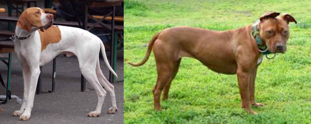 American Pit Bull Terrier vs English Pointer - Breed Comparison