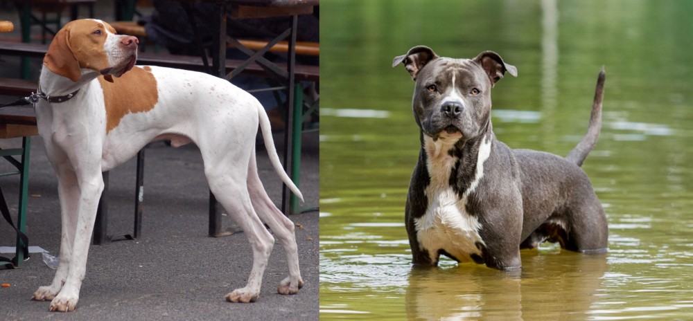 American Staffordshire Terrier vs English Pointer - Breed Comparison