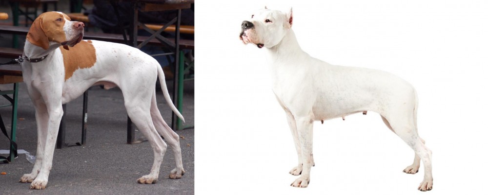 Argentine Dogo vs English Pointer - Breed Comparison