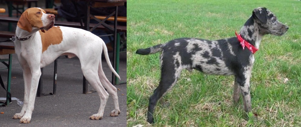 Atlas Terrier vs English Pointer - Breed Comparison