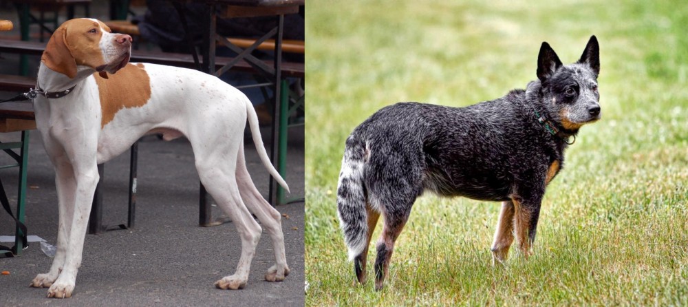 Austrailian Blue Heeler vs English Pointer - Breed Comparison
