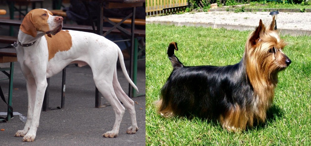Australian Silky Terrier vs English Pointer - Breed Comparison