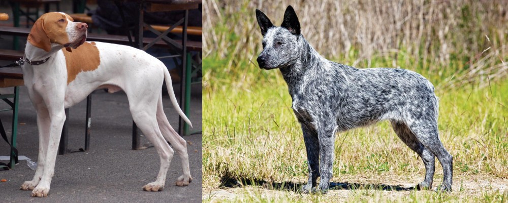 Australian Stumpy Tail Cattle Dog vs English Pointer - Breed Comparison
