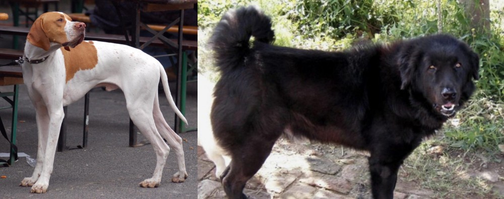 Bakharwal Dog vs English Pointer - Breed Comparison