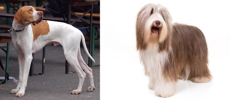 Bearded Collie vs English Pointer - Breed Comparison