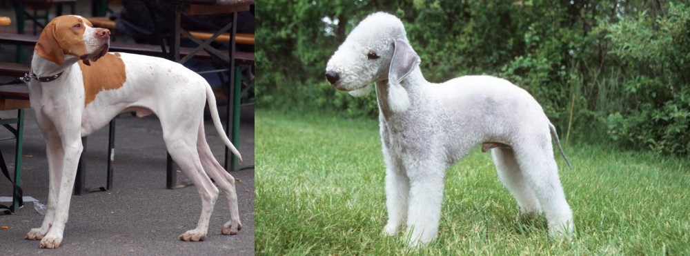 Bedlington Terrier vs English Pointer - Breed Comparison