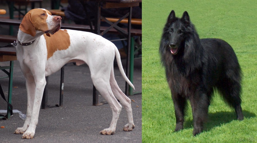 Belgian Shepherd Dog (Groenendael) vs English Pointer - Breed Comparison