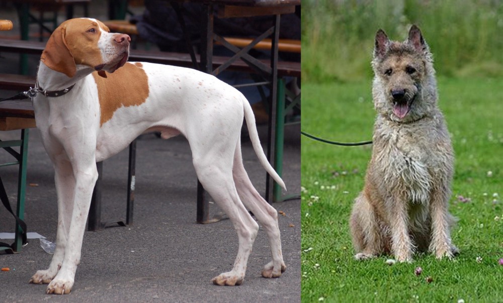 Belgian Shepherd Dog (Laekenois) vs English Pointer - Breed Comparison