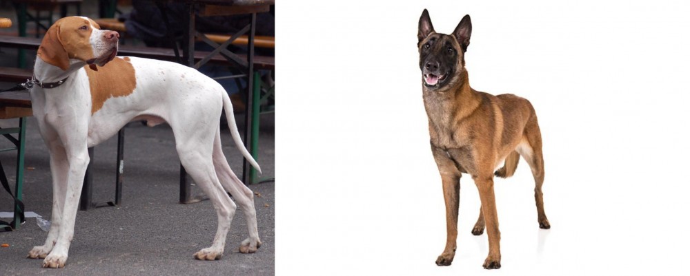 Belgian Shepherd Dog (Malinois) vs English Pointer - Breed Comparison