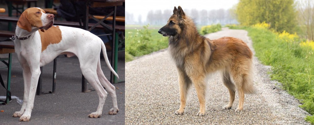Belgian Shepherd Dog (Tervuren) vs English Pointer - Breed Comparison